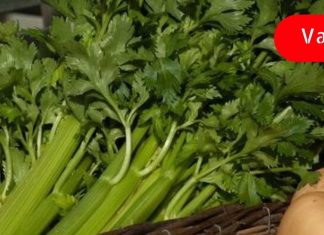 თუ ყოველ დღე ნიახურს შეჭამ, შენი ჯანმრთელობა მკვეთრად გაუმჯობესდება.. აი რა დაავადებას ურნავს ის…