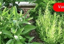 ამ ბალახების კომბინაცია დაგეხმარებათ მუხლის ხრტილის აღდგენაში.. ეს უნდა სცადოთ!