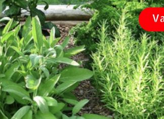 ამ ბალახების კომბინაცია დაგეხმარებათ მუხლის ხრტილის აღდგენაში.. ეს უნდა სცადოთ!