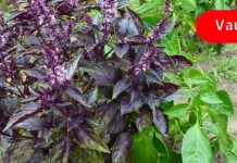 რეჰანი თუ ასეთი სასარგბლო იყო ნამდვილად არ ვიცოდი! ამის შემდეგ მას ყველთვის გამვიყენებ!