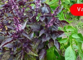 რეჰანი თუ ასეთი სასარგბლო იყო ნამდვილად არ ვიცოდი! ამის შემდეგ მას ყველთვის გამვიყენებ!