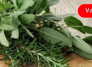 ამ ბალახების კომბინაცია დაგეხმარებათ მუხლის ხრტილის აღდგენაში! ჩაინიშნეთ რეცეპტი!