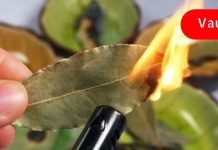 დაფნის ფოთოლი მართლაც რომ ღვთის საჩუქარია: ის ებრძვის შაქარს, მაღალ წნევას და უძილობას! საკუთარ თავზე მაქვს გამოცდილი!