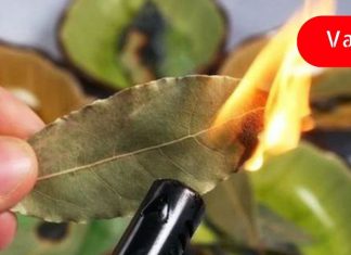 დაფნის ფოთოლი მართლაც რომ ღვთის საჩუქარია: ის ებრძვის შაქარს, მაღალ წნევას და უძილობას! საკუთარ თავზე მაქვს გამოცდილი!