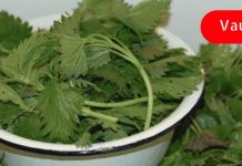 როგორ ვუმკურნალოთ სახსრების ტკივილს ჭინჭრით? ეს აქამდე უნდა მცოდნოდა!