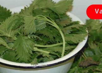 როგორ ვუმკურნალოთ სახსრების ტკივილს ჭინჭრით? ეს აქამდე უნდა მცოდნოდა!