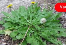 თუ ძვლების გაძლიერება გსურთ მაშინ აუცილებლად უნდა გამოიყენოთ ბაბუაწვერა! ამაზე ეფექტურად არაფერი აძლიერებს ძვალს!