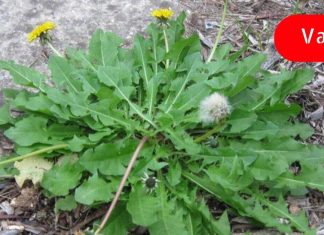 თუ ძვლების გაძლიერება გსურთ მაშინ აუცილებლად უნდა გამოიყენოთ ბაბუაწვერა! ამაზე ეფექტურად არაფერი აძლიერებს ძვალს!