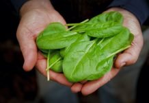 ისპანახი, როგორც წამალი ბევრ დაავადებას ეხმარება: დიაბეტი, ასთმა, მაღალი წნევა. გაიგეთ ისპანახის სამკურნალო თვისებების შესახებ ამ ტექსტში.