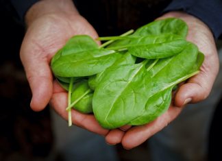 ისპანახი, როგორც წამალი ბევრ დაავადებას ეხმარება: დიაბეტი, ასთმა, მაღალი წნევა. გაიგეთ ისპანახის სამკურნალო თვისებების შესახებ ამ ტექსტში.
