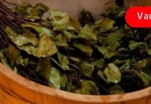 არყის ფოთლები თუ ასეთი სასარგებლო იქნებოდა რას წარმოვიდგენი! ამ მცენარის შესახებ ყველამ უნდა იცოდეს!