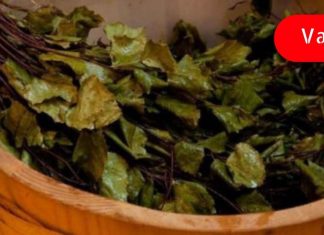 არყის ფოთლები თუ ასეთი სასარგებლო იქნებოდა რას წარმოვიდგენი! ამ მცენარის შესახებ ყველამ უნდა იცოდეს!