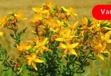 გაიწმინდეთ ღვიძლი ამ მცენარეებით! ეს ძალიან მნიშვნელოვანია!