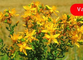 გაიწმინდეთ ღვიძლი ამ მცენარეებით! ეს ძალიან მნიშვნელოვანია!