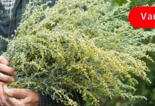 აბზინდას შეუძლია შეაჩეროს ორგანიზმში მიმდინარე ყველა ანთებითი პროცესი! (რეცეპტი იხილეთ სტატიაში).