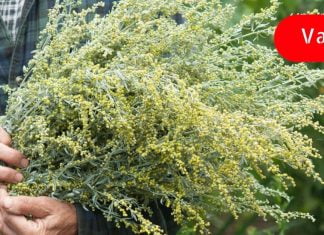 აბზინდას შეუძლია შეაჩეროს ორგანიზმში მიმდინარე ყველა ანთებითი პროცესი! (რეცეპტი იხილეთ სტატიაში).