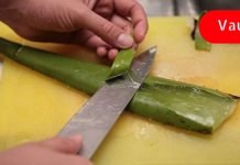 გამოიყენე ალოე ვერა ამ დაავადების სამკურნალოდ! ის სწრაფად და ეფექტურად მკურნალობს!