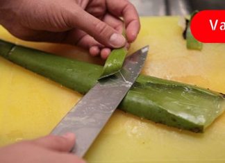 გამოიყენე ალოე ვერა ამ დაავადების სამკურნალოდ! ის სწრაფად და ეფექტურად მკურნალობს!