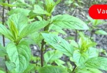 პიტნა უნიკალური წამალია, რომელიც უმკლავდება უამრავ დაავადებას! გაიგეთ მეტი ამის შესახებ!