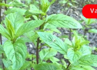 პიტნა უნიკალური წამალია, რომელიც უმკლავდება უამრავ დაავადებას! გაიგეთ მეტი ამის შესახებ!