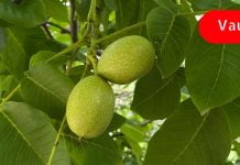 მწვანე კაკლის დამსახურებით მოვირჩინე კუჭის ტკივილი! გარდა ამისა ის ბევრ დაავადებას მკურნალობს! გაიგეთ მეტი ამის შესახებ..