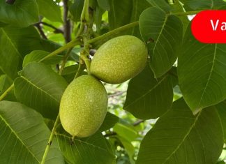 მწვანე კაკლის დამსახურებით მოვირჩინე კუჭის ტკივილი! გარდა ამისა ის ბევრ დაავადებას მკურნალობს! გაიგეთ მეტი ამის შესახებ..