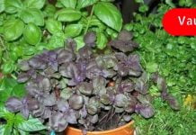 რეჰანის გაოყენებით თქვენ გაასუფთავებთ არტერიებს ცუდი ქოლესტერინისგან! ეს სასარგებლო ინფორმაციაა!