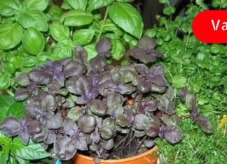 რეჰანის გაოყენებით თქვენ გაასუფთავებთ არტერიებს ცუდი ქოლესტერინისგან! ეს სასარგებლო ინფორმაციაა!