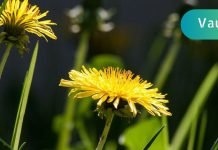 პოდაგრის მკურნალობა ბაბუაწვერის ნაყენით ძალიან ეფექტურია! აი როგორ უნდა გამოიყენოთ იგი!