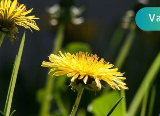 პოდაგრის მკურნალობა ბაბუაწვერის ნაყენით ძალიან ეფექტურია! აი როგორ უნდა გამოიყენოთ იგი!