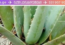 ალოე ვერას სამკურნალო ძალი ძალიან დიდია! მე მას ვიყენებ როგორც წამალი!