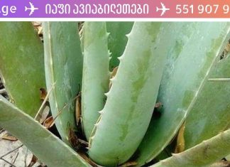 ალოე ვერას სამკურნალო ძალი ძალიან დიდია! მე მას ვიყენებ როგორც წამალი!