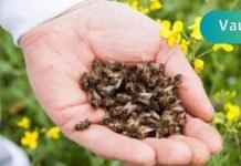 მკვდარი ფუტკრის ნაყენი სამკურნალო თვისებების მქონე სასწაულმოქმედი პრეპარატია. ეს აქამდე უნდა მცოდნოდა!