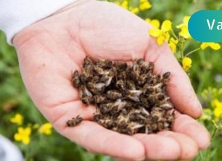 მკვდარი ფუტკრის ნაყენი სამკურნალო თვისებების მქონე სასწაულმოქმედი პრეპარატია. ეს აქამდე უნდა მცოდნოდა!