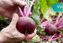 აღადგინეთ მხედველობა და დაავადებული ცხიმოვანი ღვიძლი ამ ბოსტნეულის დახმარებით!