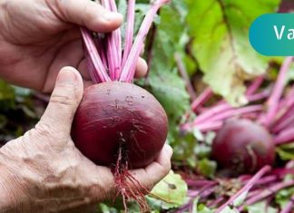 აღადგინეთ მხედველობა და დაავადებული ცხიმოვანი ღვიძლი ამ ბოსტნეულის დახმარებით!