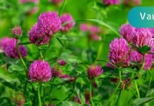 გამოიყენეთ სამყურას ბალახი მხედველობის, ართრიტისა და მეხსიერების გასაუმჯობესებლად!