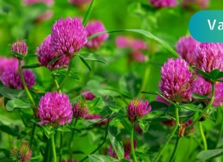 გამოიყენეთ სამყურას ბალახი მხედველობის, ართრიტისა და მეხსიერების გასაუმჯობესებლად!