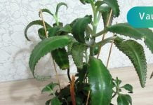 ეს მცენრე თუ ასეთი სასარგებლო იყო ნამდვლად არ ვიცოდი. აი რამდენად სასარგებლო ყოფილა!