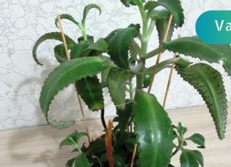 ეს მცენრე თუ ასეთი სასარგებლო იყო ნამდვლად არ ვიცოდი. აი რამდენად სასარგებლო ყოფილა!