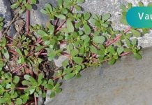 ეს სარეველა ბალახი ერთ-ერთი საუკეთესოა თქვენი ჯანმრთელობისთვის! გაიგეთ მეტი მის შესახებ!!