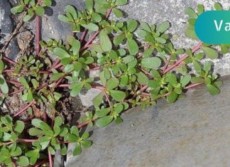 ეს სარეველა ბალახი ერთ-ერთი საუკეთესოა თქვენი ჯანმრთელობისთვის! გაიგეთ მეტი მის შესახებ!!