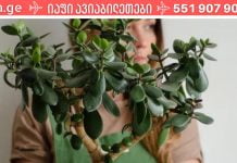 ალბათ ეს ხე ყველას ოჯახშია, მაგრამ ცტამ თუ იცის მისი სარგებელი ჩვენი ჯანმრთელობისთვის!