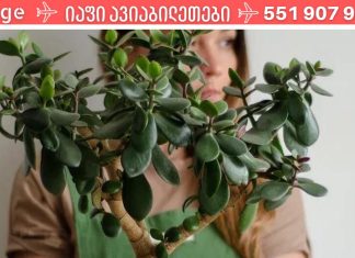 ალბათ ეს ხე ყველას ოჯახშია, მაგრამ ცტამ თუ იცის მისი სარგებელი ჩვენი ჯანმრთელობისთვის!